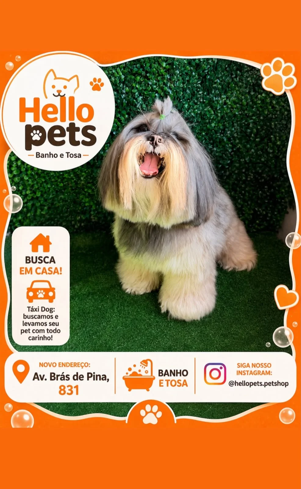 Pet feliz após o banho na Hello Pets