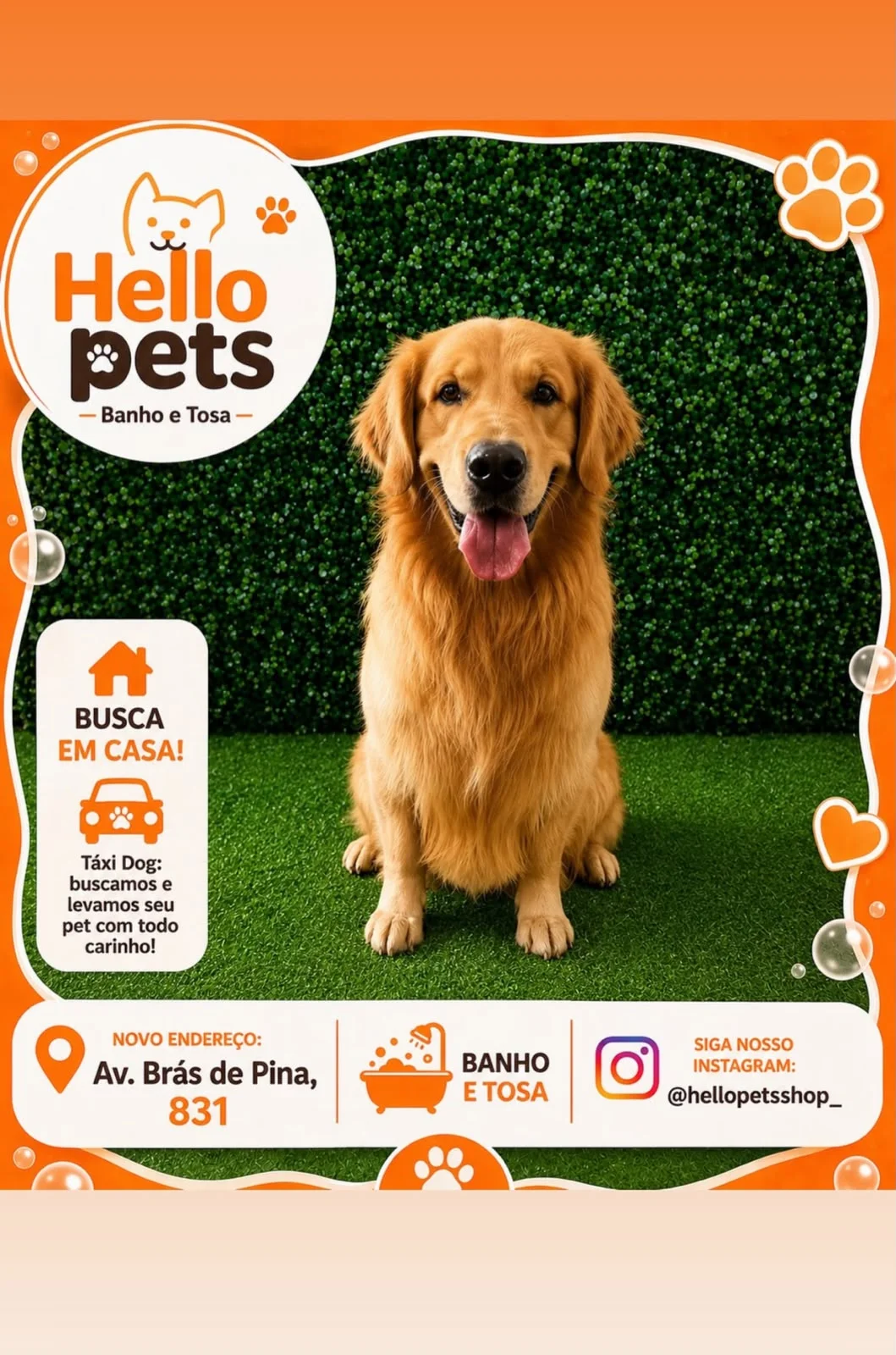 Pets felizes da Hello Pets