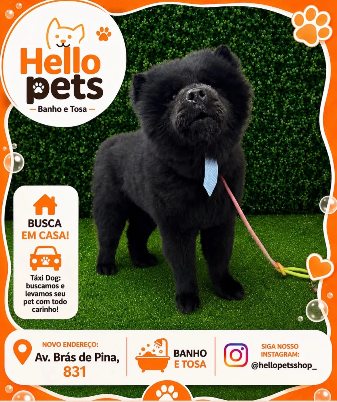 Cachorro com laço estiloso depois da tosa