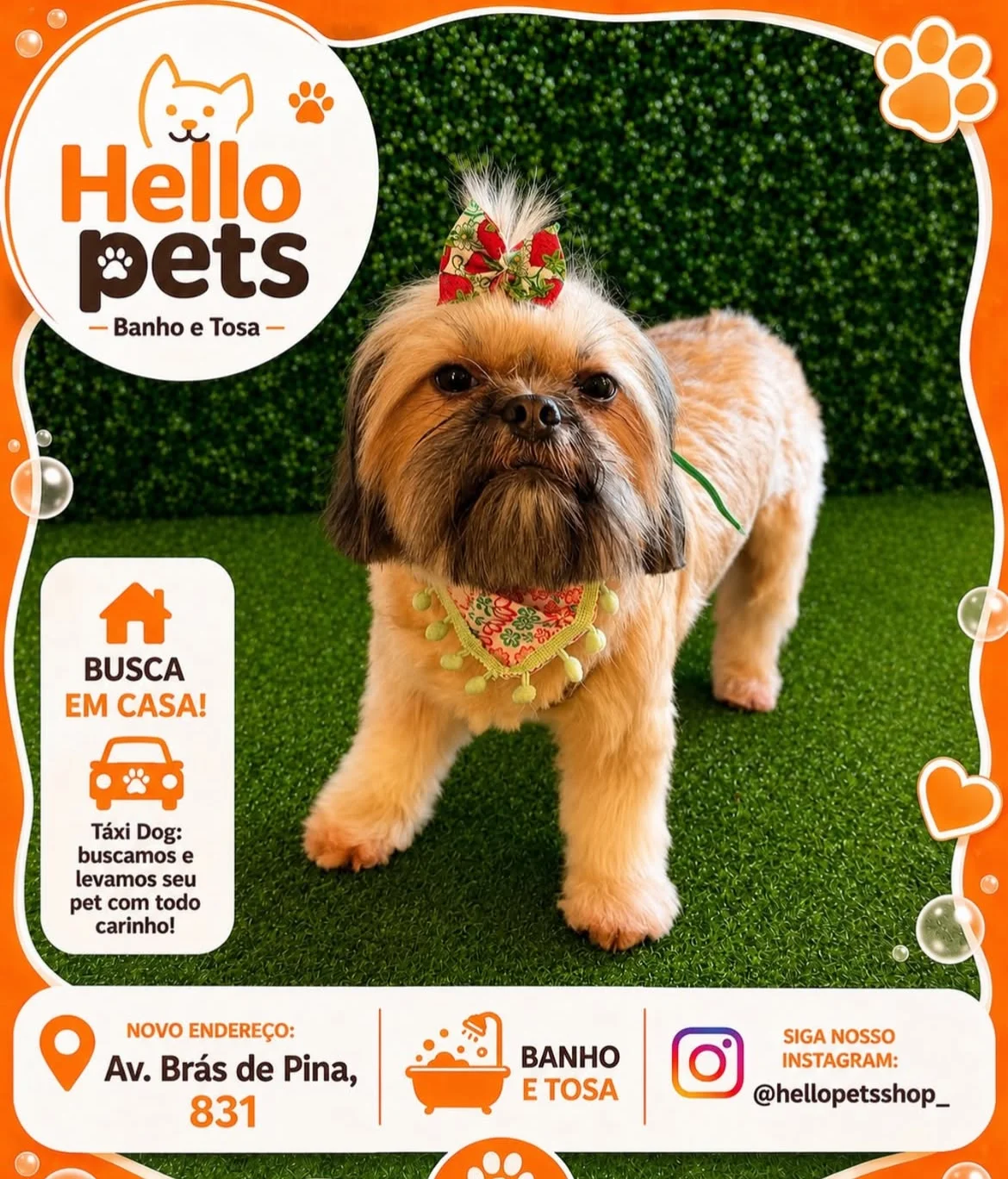 Pet com laço estiloso após o banho e tosa